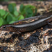 Orange-sided Bar-lipped Skink - Photo (c) Tom Frisby, all rights reserved, uploaded by Tom Frisby