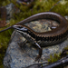 Yellow-bellied Water Skink - Photo (c) Tom Frisby, all rights reserved, uploaded by Tom Frisby