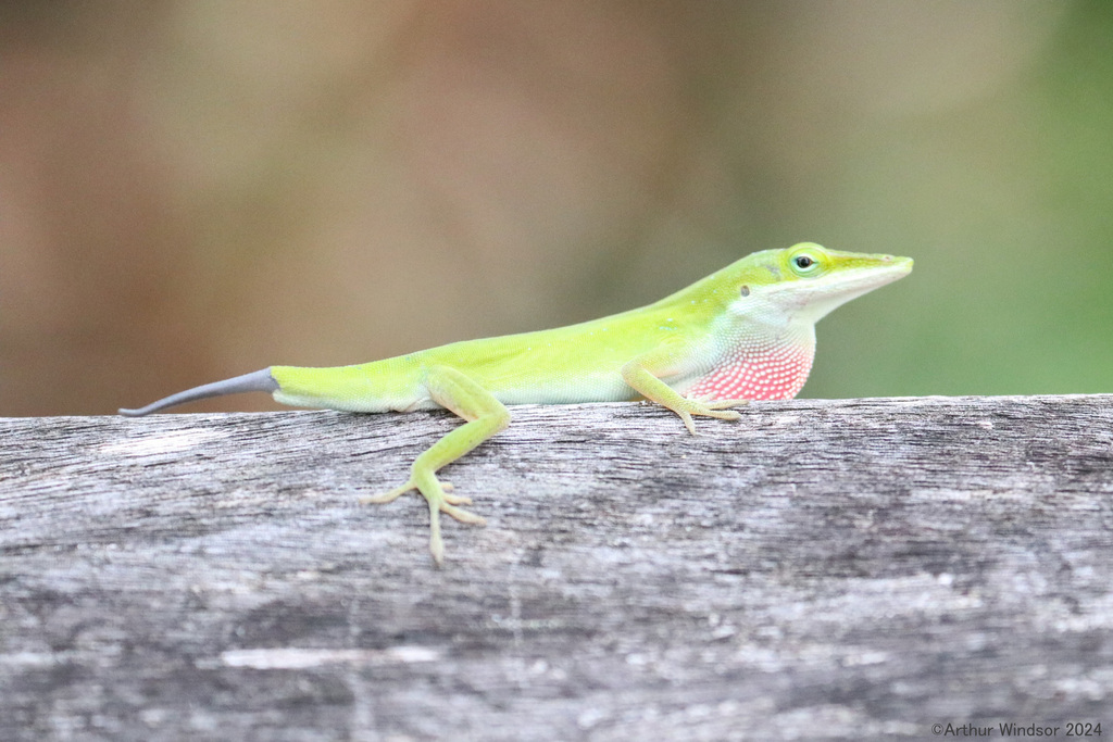 Green Anole from North Jupiter Flatwoods, FL, USA on June 15, 2024 at ...