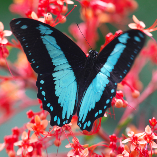 Broadly Green-banded Swallowtail