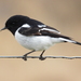 Hooded Robin - Photo (c) canbrou, all rights reserved, uploaded by canbrou