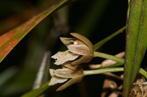 Scaphyglottis summersii