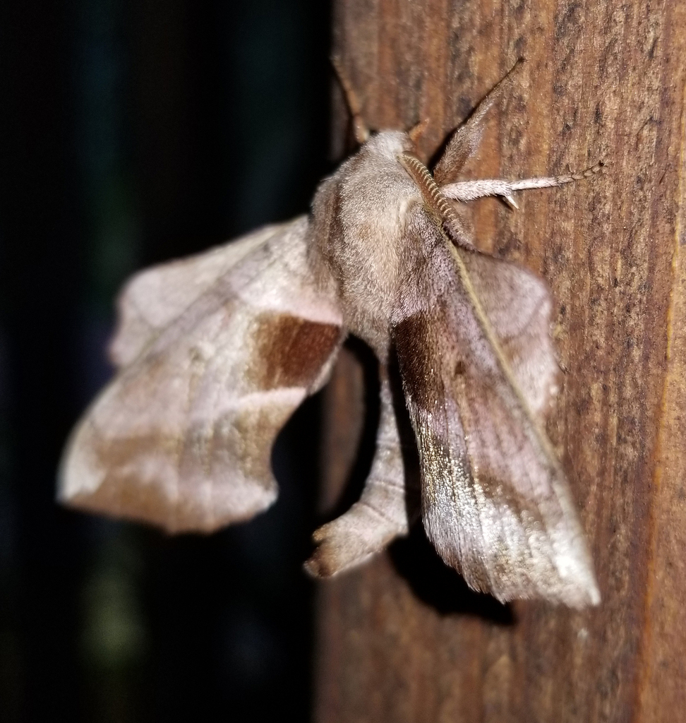 Walnut Sphinx from Fentress County, TN, USA on June 18, 2024 at 06:29 ...