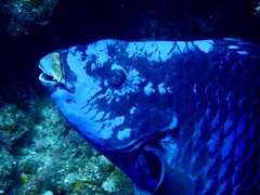 Midnight parrotfish