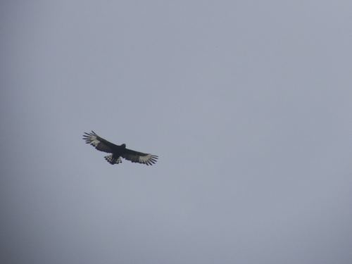 Long-crested Eagle