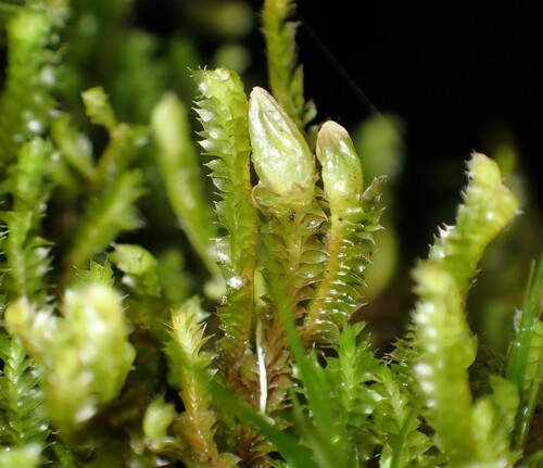 Cuspidatula monodon