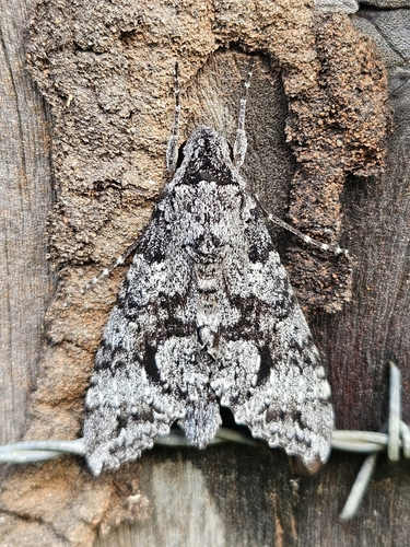 Isognathus menechus