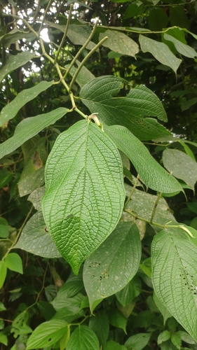 Piper silvivagum