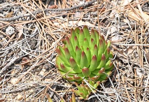 Orostachys cartilaginea