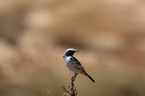 Red-rumped Wheatear