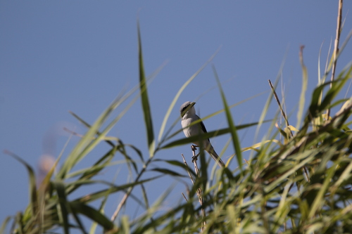 Great Gray Shrike