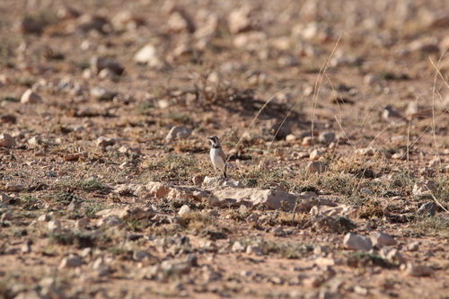 Temminck's Lark