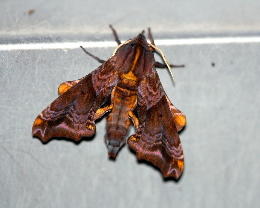 Smaller Sphinx Small-eyed Sphinx in June 2024 by thyger · iNaturalist