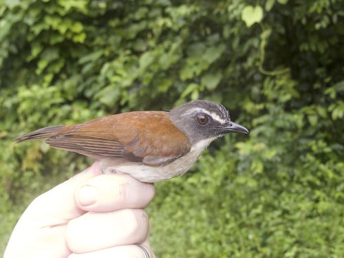 Brown-chested Alethe