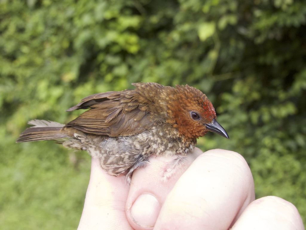 Woodhouse's Antpecker photo