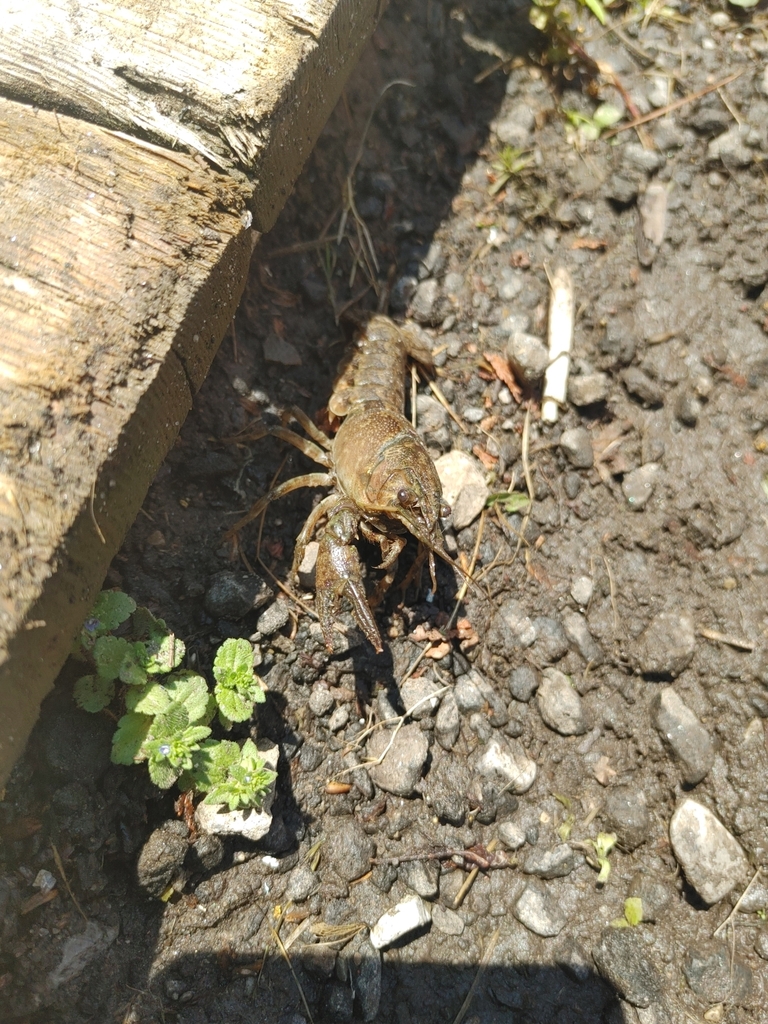 Calico Crayfish from Puslinch, ON N0B 2J0, Canada on June 18, 2024 at ...