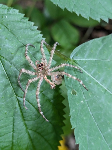 White-banded Fishing Spider