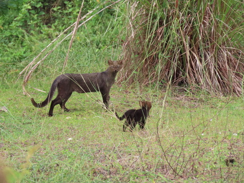 Jaguarundi
