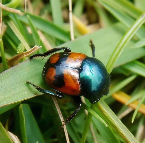 Canthon lituratus