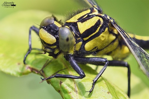 Common Clubtail