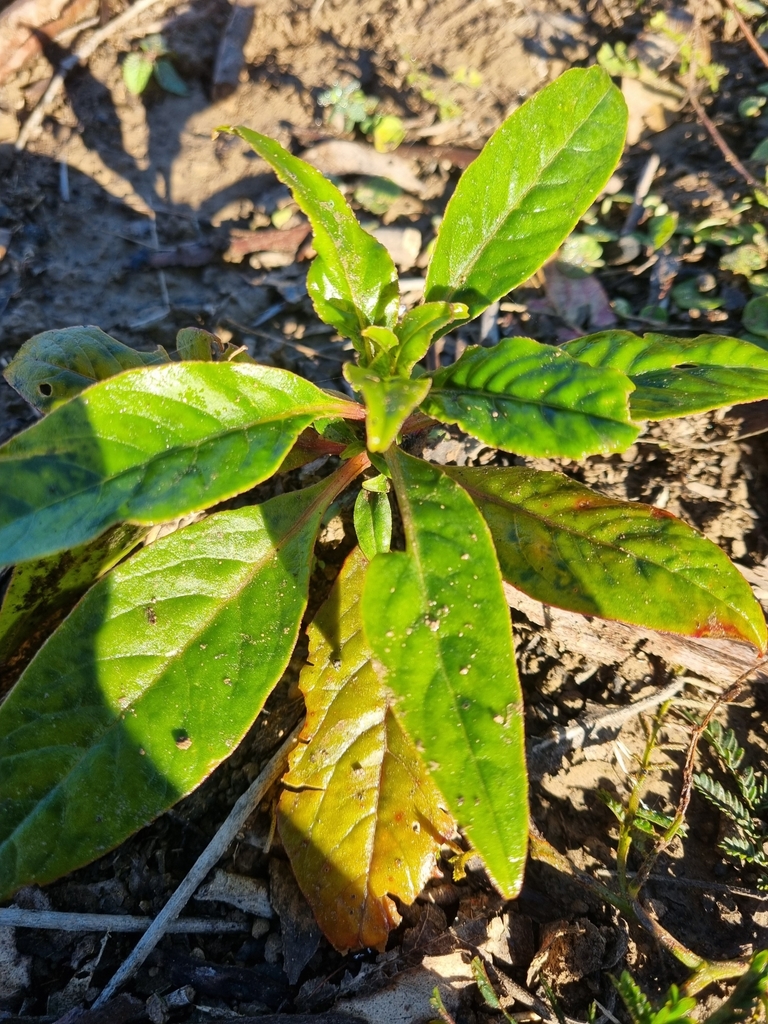 Inkweed from Mulgoa Rd opp 879, Mulgoa NSW 2745, Australia on June 19 ...