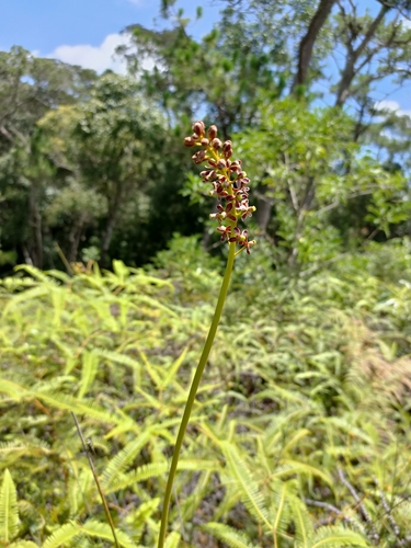 Nepenthes thorelii