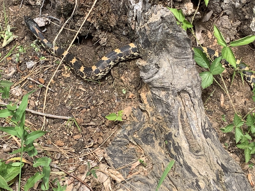 Eastern Hognose Snake from William B. Umstead State Park, Raleigh, NC ...