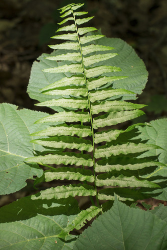 glade fern (Diplazium pycnocarpon)