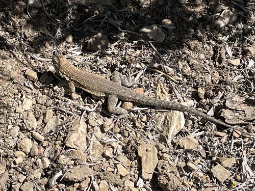 iNaturalist observation photo of Common Side-blotched Lizard