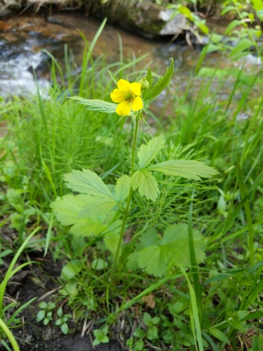 Geum macrophyllum var. perincisum