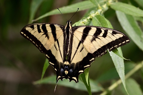 iNaturalist observation photo of Western Tiger Swallowtail