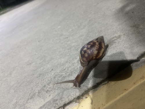African Giant Snail