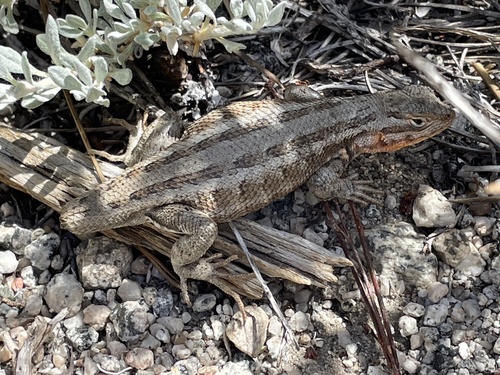 iNaturalist observation photo of Common Sagebrush Lizard