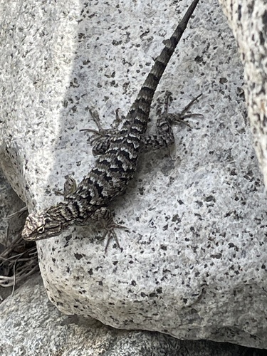 iNaturalist observation photo of Western Fence Lizard