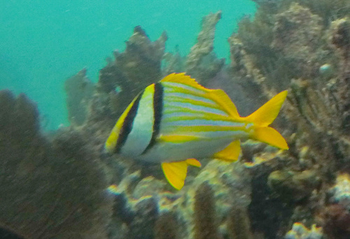 Porkfish
