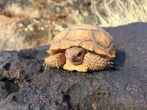Mojave Desert Tortoise