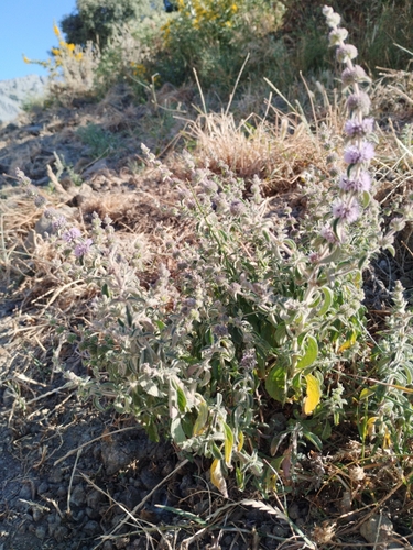 Avistamiento Mentha pulegium
