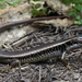 Eastern Water Skink - Photo (c) Tom Frisby, all rights reserved, uploaded by Tom Frisby
