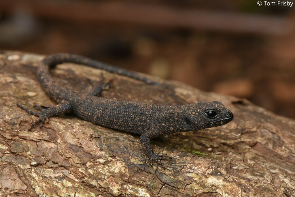 Prickly Forest Skink
