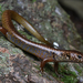 Blue-speckled Forest Skink - Photo (c) Tom Frisby, all rights reserved, uploaded by Tom Frisby