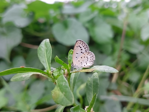 Pale Grass Blue