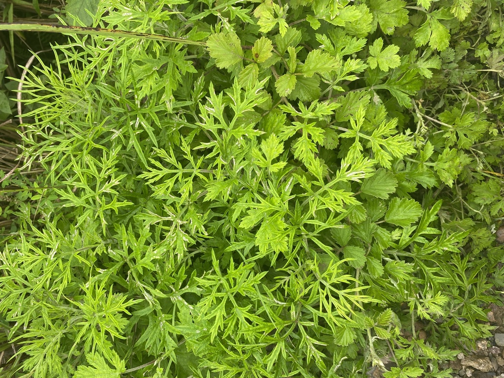 Asteroideae from 仙居县, 台州市, 浙江省, CN on June 19, 2024 at 0419 PM by 丁倩婷