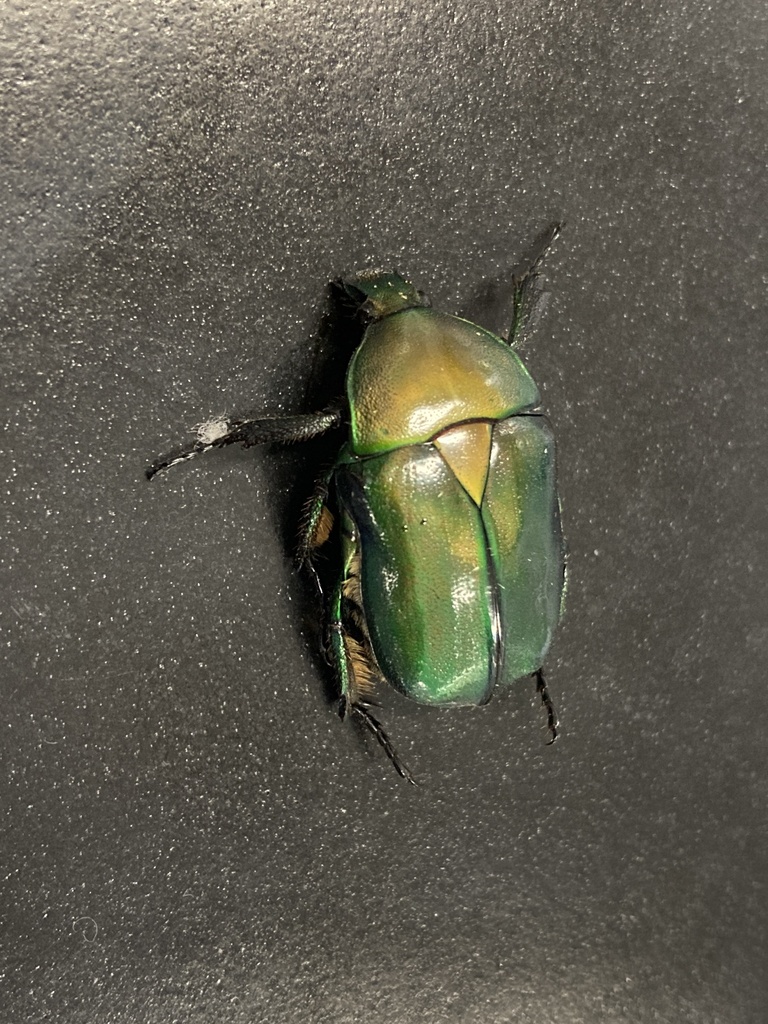 Japanese Drone Beetle from 猿江恩賜公園, 江東区, 東京都, JP on June 19, 2024 at 05: ...