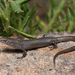 Tree-base Litter Skink - Photo (c) Tom Frisby, all rights reserved, uploaded by Tom Frisby