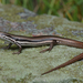 Southeastern Morethia Skink - Photo (c) Tom Frisby, all rights reserved, uploaded by Tom Frisby