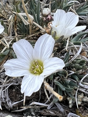 Mongol sandwort (Eremogone mongholica)