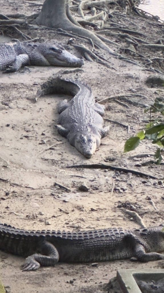 Saltwater Crocodile from Port Blair, South Andaman, AN, IN on September 19, 2023 at 0439 PM by