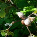 Woolly Gall Wasp - Photo (c) Jay Keller, all rights reserved, uploaded by Jay Keller