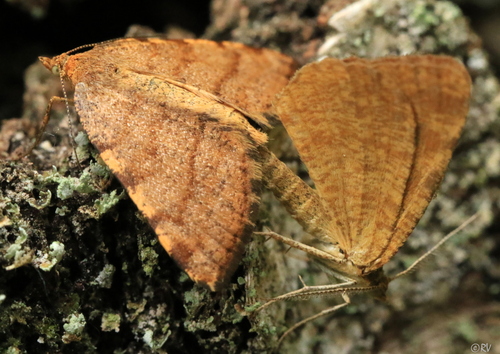 Rusty Speranza Moth