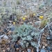 Artemisia capitata - Photo 由 Rachel Renne 所上傳的 (c) Rachel Renne，保留所有權利